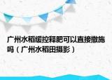 廣州水稻緩控釋肥可以直接撒施嗎（廣州水稻田攝影）