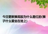 今日更新猴屁股為什么是紅的(猴子什么愛(ài)坐在地上)