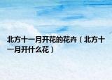 北方十一月開花的花卉（北方十一月開什么花）