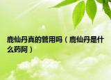鹿仙丹真的管用嗎（鹿仙丹是什么藥阿）