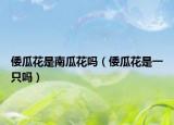 倭瓜花是南瓜花嗎（倭瓜花是一只嗎）