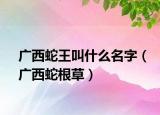 廣西蛇王叫什么名字（廣西蛇根草）