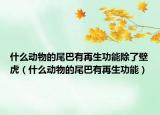 什么動物的尾巴有再生功能除了壁虎（什么動物的尾巴有再生功能）