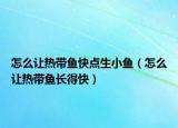 怎么讓熱帶魚快點(diǎn)生小魚（怎么讓熱帶魚長得快）