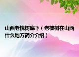 山西老槐樹底下（老槐樹在山西什么地方簡介介紹）