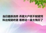 當日最新消息 養(yǎng)豬大戶買不起豬飼料出現(xiàn)豬吃豬 看著這一幕太殘忍了