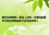 描寫白樺樹的一段話（白樺一文描寫的是冬天時白樺樹的樣子這句話對嗎）