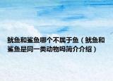 魷魚(yú)和鯊魚(yú)哪個(gè)不屬于魚(yú)（魷魚(yú)和鯊魚(yú)是同一類動(dòng)物嗎簡(jiǎn)介介紹）