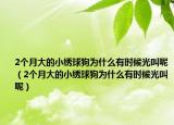 2個(gè)月大的小繡球狗為什么有時(shí)候光叫呢（2個(gè)月大的小繡球狗為什么有時(shí)候光叫呢）