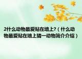 2什么動(dòng)物最?lèi)?ài)貼在墻上?（什么動(dòng)物最?lèi)?ài)貼在墻上猜一動(dòng)物簡(jiǎn)介介紹）