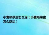 小麥吸漿蟲怎么治（小麥吸漿蟲怎么防治）