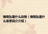 豬剛鬣是什么動物（豬剛鬣是什么意思簡介介紹）