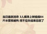 當(dāng)日最新消息 3人嘴饞上樹(shù)偷摘84斤水蜜桃被拘 得不償失結(jié)果悲劇了