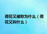 荷花又被稱為什么（荷花又叫什么）