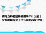 請(qǐng)問企鵝的翅膀是用來干什么的（企鵝的翅膀是干什么用的簡介介紹）