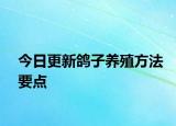 今日更新鴿子養(yǎng)殖方法要點(diǎn)