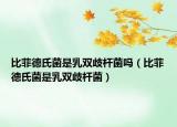 比菲德氏菌是乳雙歧桿菌嗎（比菲德氏菌是乳雙歧桿菌）