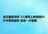 當(dāng)日最新消息 3人嘴饞上樹(shù)偷摘84斤水蜜桃被拘 現(xiàn)場(chǎng)一片狼藉