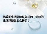 螞蟻的生活環(huán)境是怎樣的（螞蟻的生活環(huán)境是怎么樣的）