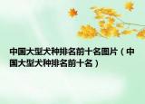 中國(guó)大型犬種排名前十名圖片（中國(guó)大型犬種排名前十名）
