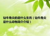 鉆牛角尖的是什么生肖（鉆牛角尖是什么動(dòng)物簡介介紹）