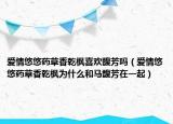 愛情悠悠藥草香乾楓喜歡馥芳嗎（愛情悠悠藥草香乾楓為什么和馬馥芳在一起）