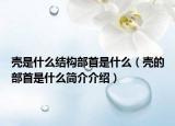 殼是什么結構部首是什么（殼的部首是什么簡介介紹）