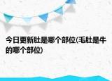 今日更新肚是哪個部位(毛肚是牛的哪個部位)