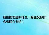 蚜蟲的幼蟲叫什么（蚜蟲又稱什么蟲簡介介紹）