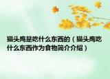貓頭鷹是吃什么東西的（貓頭鷹吃什么東西作為食物簡介介紹）