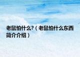 老鼠怕什么?（老鼠怕什么東西簡介介紹）