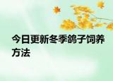 今日更新冬季鴿子飼養(yǎng)方法