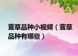 萱草品種小視頻（萱草品種有哪些）