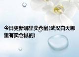 今日更新哪里賣倉鼠(武漢白天哪里有賣倉鼠的)