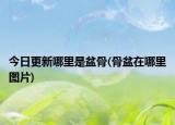 今日更新哪里是盆骨(骨盆在哪里圖片)