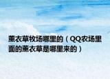 薰衣草牧場哪里的（QQ農(nóng)場里面的薰衣草是哪里來的）