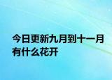今日更新九月到十一月有什么花開