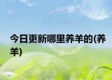 今日更新哪里養(yǎng)羊的(養(yǎng)羊)