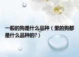 一般的狗是什么品種（里的狗都是什么品種的?）