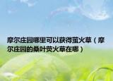 摩爾莊園哪里可以獲得螢火草（摩爾莊園的桑葉熒火草在哪）