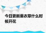 今日更新薰衣草什么時(shí)候開花