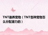 TNT誰養(yǎng)寵物（TNT各種寵物怎么分配潛力的）