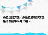 燕魚魚鰭充血（燕魚魚鰭根部充血是怎么回事簡介介紹）