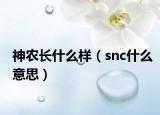神農(nóng)長什么樣（snc什么意思）
