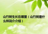 山竹樹(shù)生長(zhǎng)在哪里（山竹樹(shù)是什么樣簡(jiǎn)介介紹）