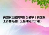英國女王的狗叫什么名字（英國女王養(yǎng)的狗是什么品種簡介介紹）