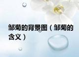 鄒菊的背景圖（鄒菊的含義）