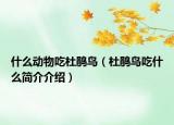 什么動(dòng)物吃杜鵑鳥（杜鵑鳥吃什么簡(jiǎn)介介紹）