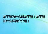 龍王鯨為什么叫龍王鯨（龍王鯨長(zhǎng)什么樣簡(jiǎn)介介紹）