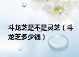 斗龍芝是不是靈芝（斗龍芝多少錢）